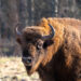 Wisent