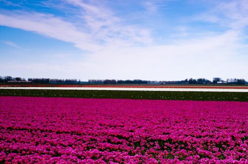 Tulpenfelder in Holland